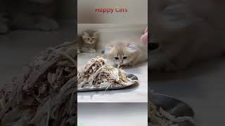 Funny cat videos 🤣📷 #cat #catlover #funnycat #shortvideo #shortsfeed #shorts EPISODE 2147