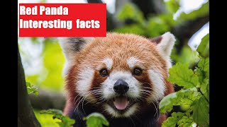 Red Panda Interesting facts. Funny