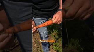 Tempo di #raccolta #orticoltura #agriculture #carrot #carota #fertilizer #concime #fertilizer #farm