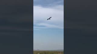 Desert Turkey Vulture says hi