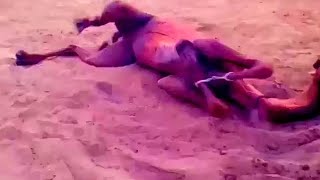 Camel body moment لحظة جسد الجمل || in desert Thar || #camels #camelbaby #thardesert #desertanimals