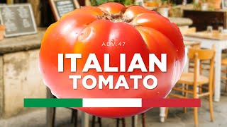 Tomato Tasting 🇮🇹 (Pantano Romanesco) [Adv.47]