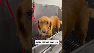 Daisy is a beautiful girl ❤️🐾 #goldenretriever #goldenretrievers #dogbath #tutorial