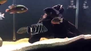 Hybrid Fry update August 2014