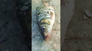 ☄️catching fish in river #fish #fishing #viral #shorts #good#trending  @anbumarimuthuvlogs