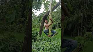 কোন জাতের চিতা বাঘ #funny #comedy #viralvideo