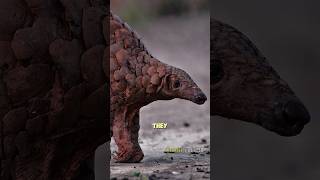 Unique animals you should know [pangolins] #pangolin #wildlife #scale #anime #animals #trend  #scary