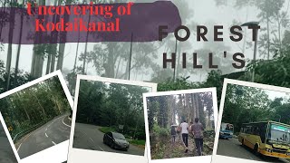 Journey Through the Serene Forests of Kodaikanal Hills 🌲 | Adventure #kodaikanal #adventure #south