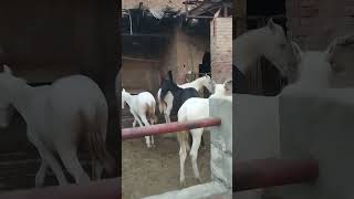 horse kids | desi horse | nukray wacheray