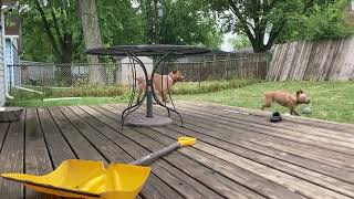 Maxine and Eddie play together