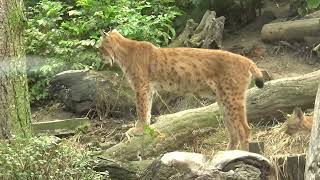 Karpatenluchse im Magdeburger Zoo