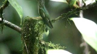 Tooth-billed Hummingbird feeding young