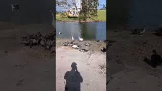 Aves patos y ganzos #viralvideo #shorts #patos #ganzo #loverbird #birds #aves #pajaros