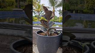 Kalanchoe and Rubber Plants #garden #plants