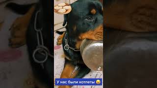 Где котлеты,я спрашиваю!🦮🦮