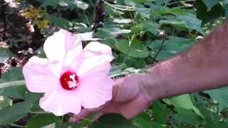 Wild Hibiscus Plant Flower, Wild Edible