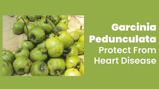 Garcinia Pedunculata Protect From Heart Disease