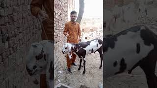 sunnat Ibrahim a Gai qurbani.#sufivillagefood#lbrahim##kurbani#