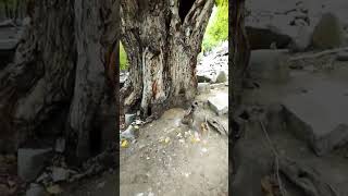 wow bisggest walnet tree || 300 years old biggest walnet Trees || #viral #walnut #shorts