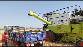 Gehun Ke Khet Mein Cutter Se Kaatte | Traditional Farming in Gujarat Village