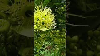 Bunga Xantostemon / xantos Kuning sebagai Vegetasi Sumber Nektar dan Pollen untuk Budidaya Lebah