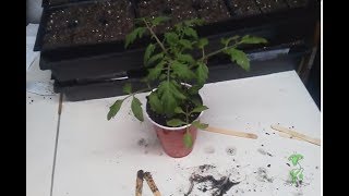 Transplanting tomato seedlings