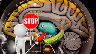 Choose to Reduce Stress by Taking Charge of Your Brain’s Response