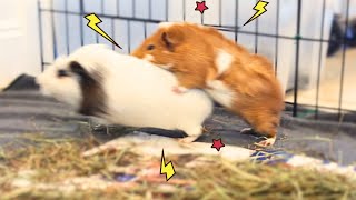 This is What Bonding Two Guinea Pigs Looks Like…