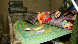 बिस्तर के नीचे छिपे खतरनाक कोबरा के ऊपर सो रहा था शक्श,फिर जो हुआ .. Venomous Cobra hidden under bed