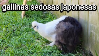 Parecen de mentira por el pelaja que tienen estas gallinas