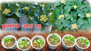 अकतूबर मे फूलगोभी घर उगायें ( Seeds To Harvesting ) How To Grow Cauliflower at Home in Pots