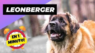 Leonberger 🐶 El Gigante Noble de Majestuoso Pelaje | 1 Minuto Animal