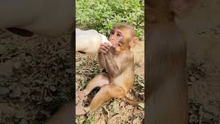 Dudhu pita bandar ka bachcha 🍼🐵 #monkeyvideo #bandar #monkey 0703