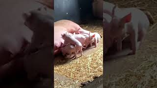 Piglets Fight for Milk from Mummy!