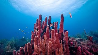 What are coral reefs made from?