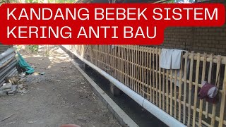 RUTINITAS PAGI DI KANDANG BEBEK PETELOR