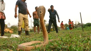 सांप के साथ खिलवाड़ करना पड़ा महंगा,VIDEO देख डर के मारे छूट जाएंगे पसीने।Amazing Big Cobra rescued