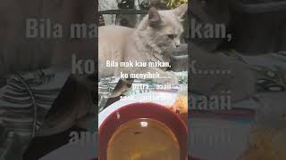 #gengkucing #viral  #sembelit  #yatysusut #sayangkucing