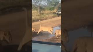 Lions cubs with mother lion #zambiatourism #africancapital #india #travel #travelzimbabwe