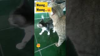 Anak Kucing Lucu Meong Meong #anakkucinglucu @semangatbelajar123