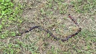 Texas Coral Snake  a.k.a. Micrurus Tener