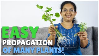 Most Effective Method of Propagating Plants