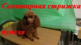 Стрижка пуделя в домашних условиях.  Очередная гигиеническая