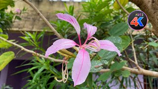 Stunning Bauhinia Variegata Flower with rain drops - 4K Free Stock Footage