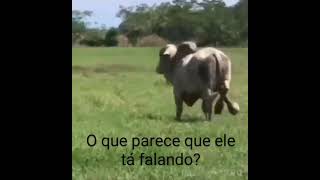 Video em 1 segundo só