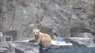 Mother polar bear rescues him from the water