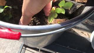 Potting Up Rescued Black Berry Roots For Nursery Propagation Of Living Edible Security Perimeters