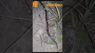 भारतातील सर्वात विषारी साप 🐍 फक्त रात्रीच बाहेर पडतो. #साप #snake #dangeroussnake #विषारी