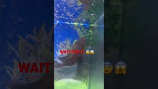 OSCAR CATCH THE FISH 😰😱|| OSACR FEDDING PART 04 #shorts #viral #feed #fish #aquarium #oscar