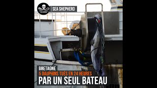 5 dauphins tués en 24h par un bateau de pêche français